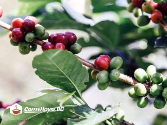 caffeine-facts