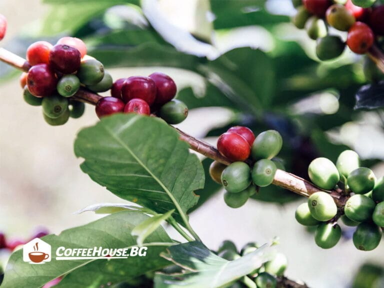 caffeine-facts