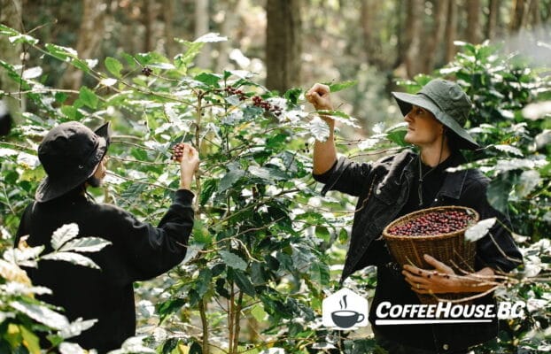 coffee-producer-countries